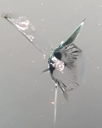 Wind screen Wind screen